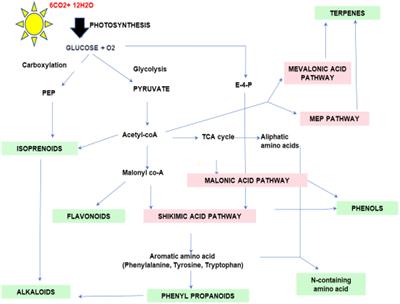 Regulation of the regulators: Transcription factors controlling biosynthesis of plant secondary metabolites during biotic stresses and their regulation by miRNAs